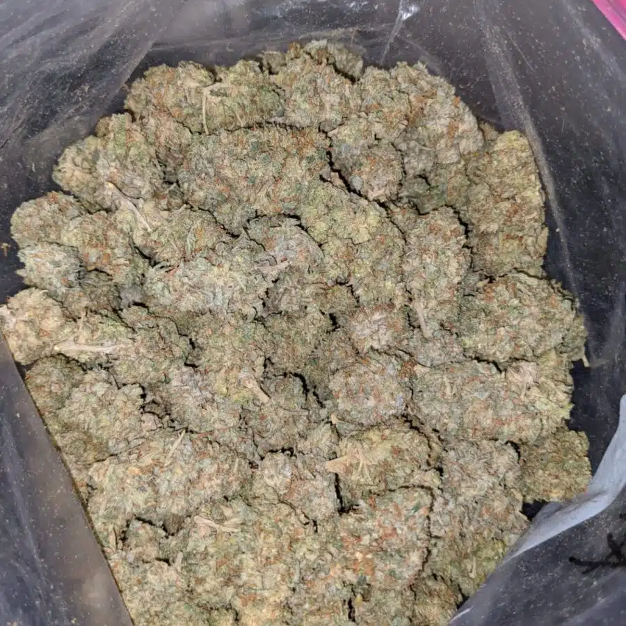 white kosher aa 4 I White Kosher AA+