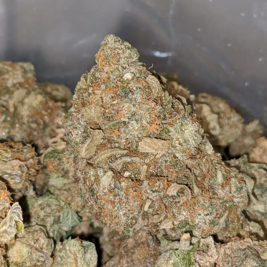 AA GREEN BUBBA BS 1 I AA Green Bubba Bulk Special