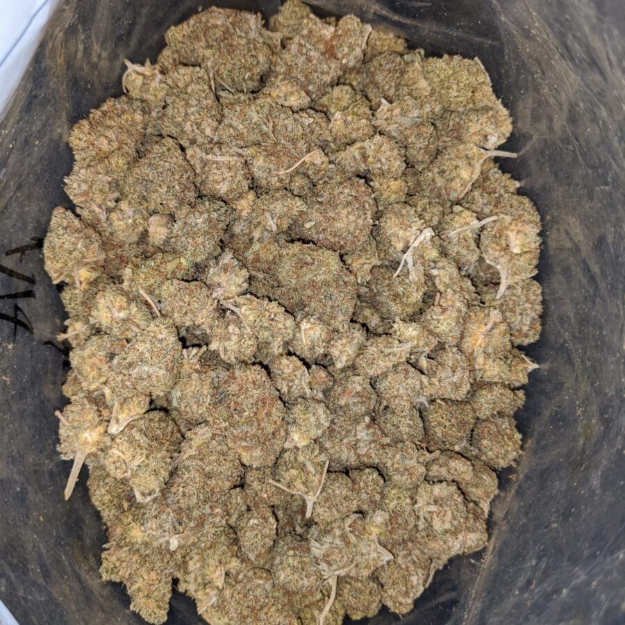 AA WIDOW BS 2 I AA Widow Bulk Special