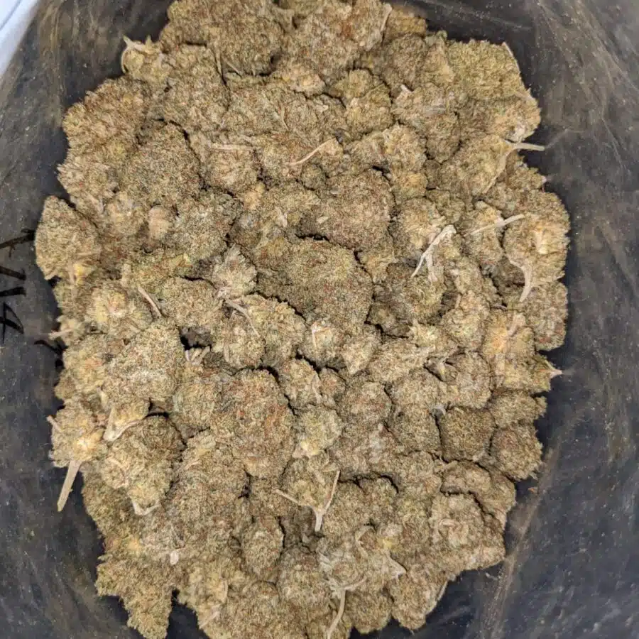 AA Widow Bulk Special