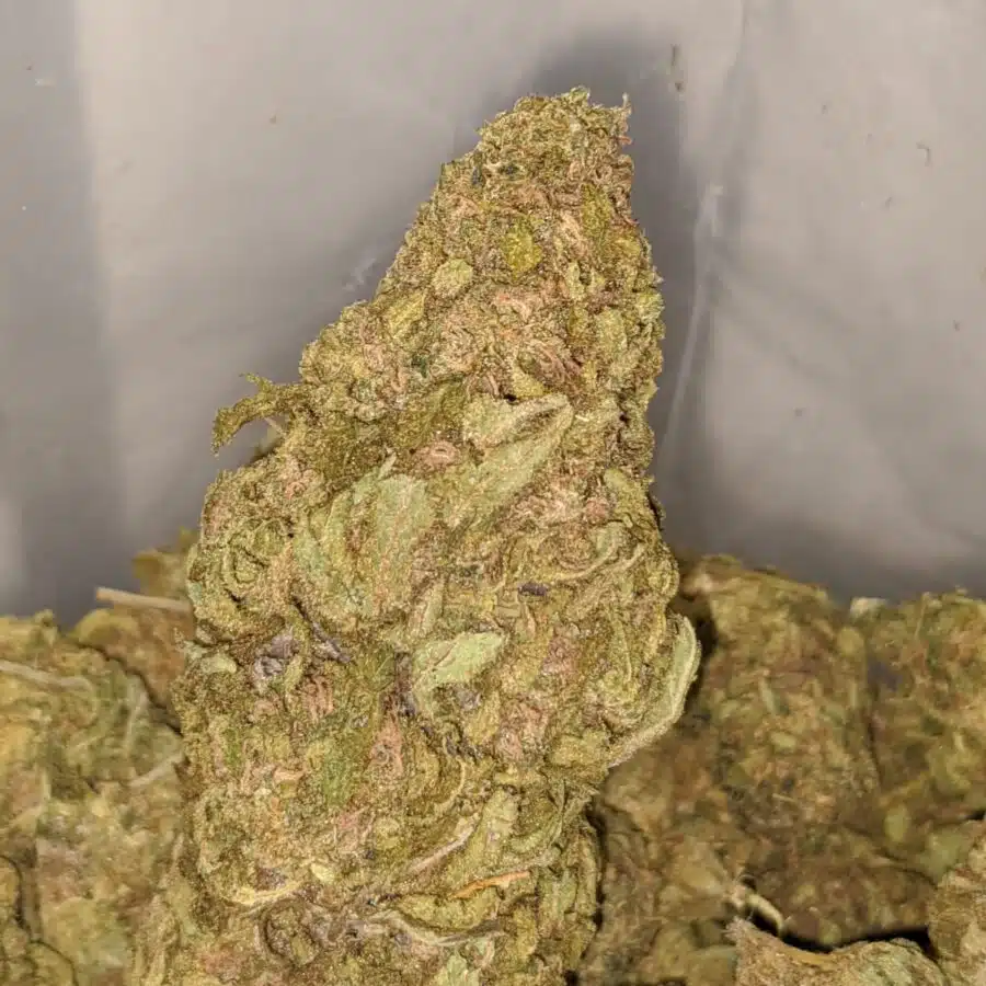 AMNESIA BS 1 I Amnesia Bulk Special