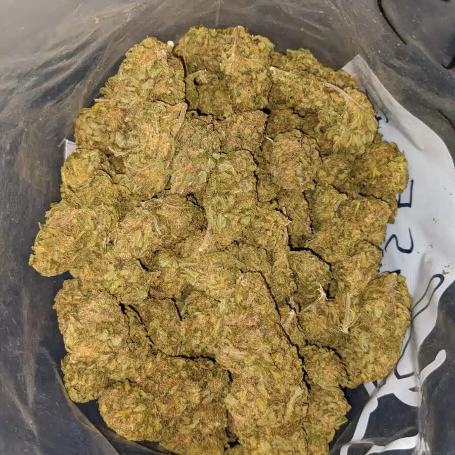 AMNESIA BS 2 I Amnesia Bulk Special