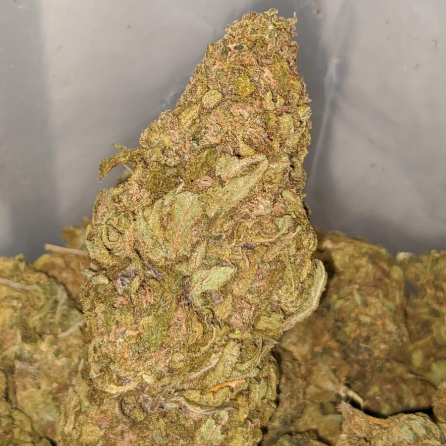 AMNESIA BS 3 I Amnesia Bulk Special