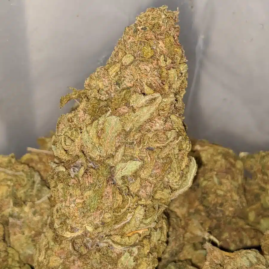 AMNESIA BS 3 I Amnesia Bulk Special
