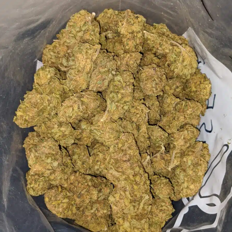AMNESIA BS 4 I Amnesia Bulk Special