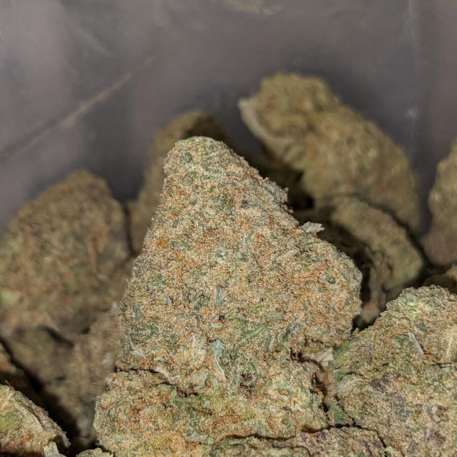ANIMAL COOKIES DOD 1 1 I Animal Cookies - *Deal of the Day*