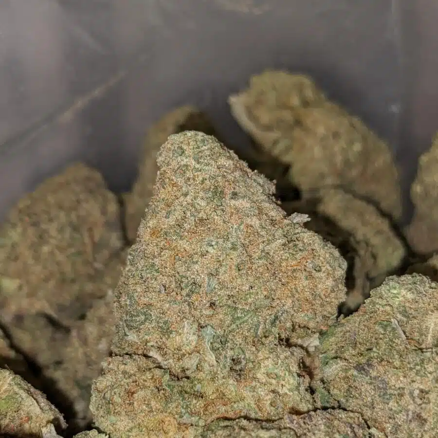 ANIMAL COOKIES DOD 1 1 I Animal Cookies - *Deal of the Day*