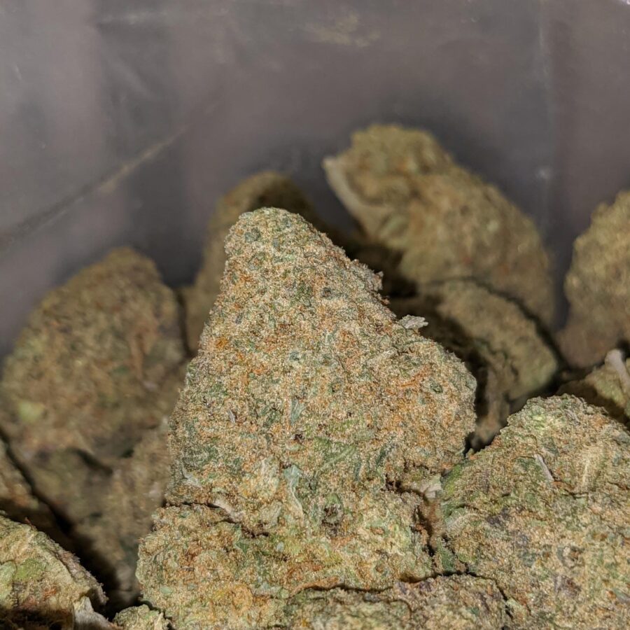 ANIMAL COOKIES DOD 4 1 I Animal Cookies - *Deal of the Day*