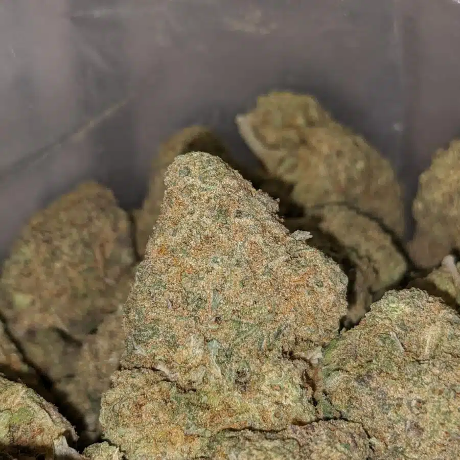 ANIMAL COOKIES DOD 4 1 I Animal Cookies - *Deal of the Day*
