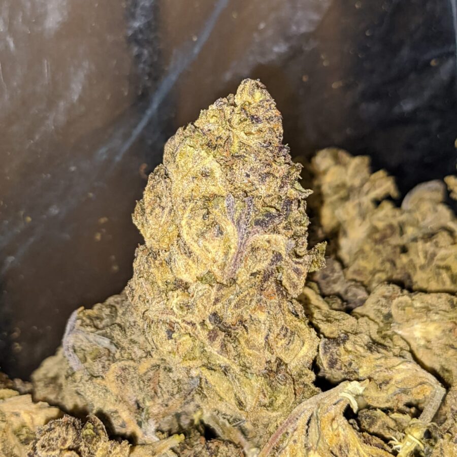 BLACK THAI BS 2 1 I Black Thai Bulk Special