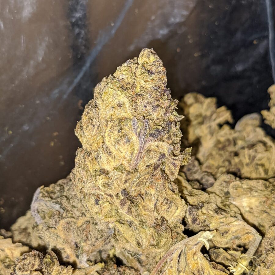 BLACK THAI BS 4 1 I Black Thai Bulk Special