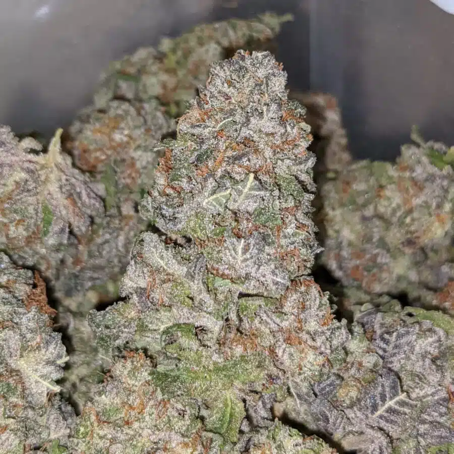BLUEBERRY DOD 1 1 I Blueberry - *Deal Of The Day*