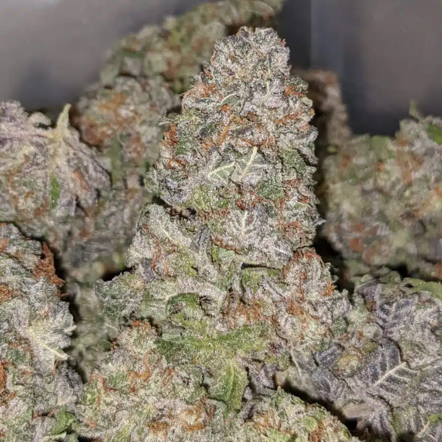BLUEBERRY DOD 2 1 I Blueberry - *Deal Of The Day*