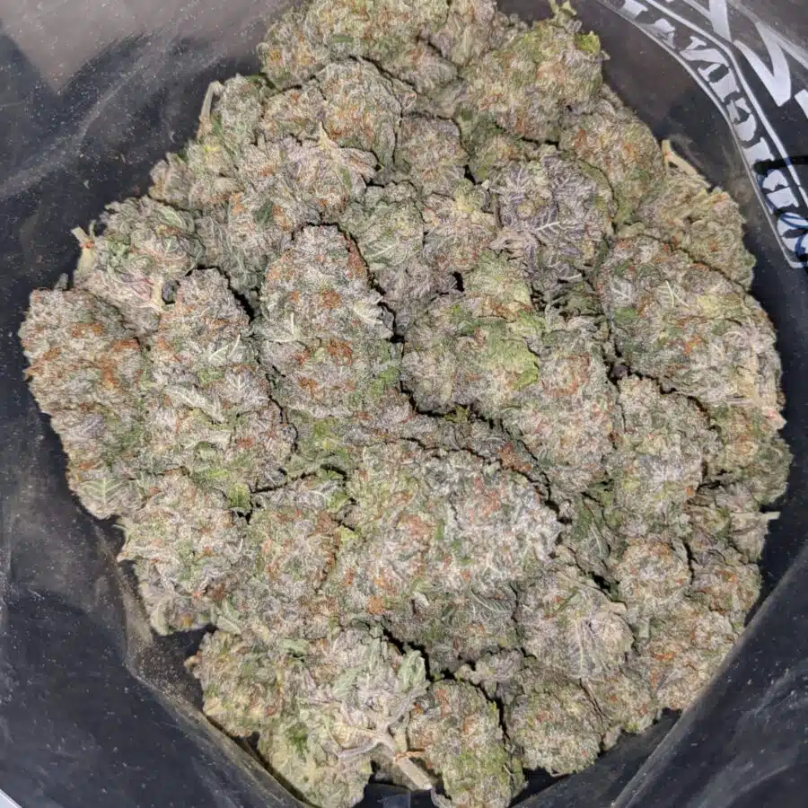 BLUEBERRY DOD 3 1 I Blueberry - *Deal Of The Day*