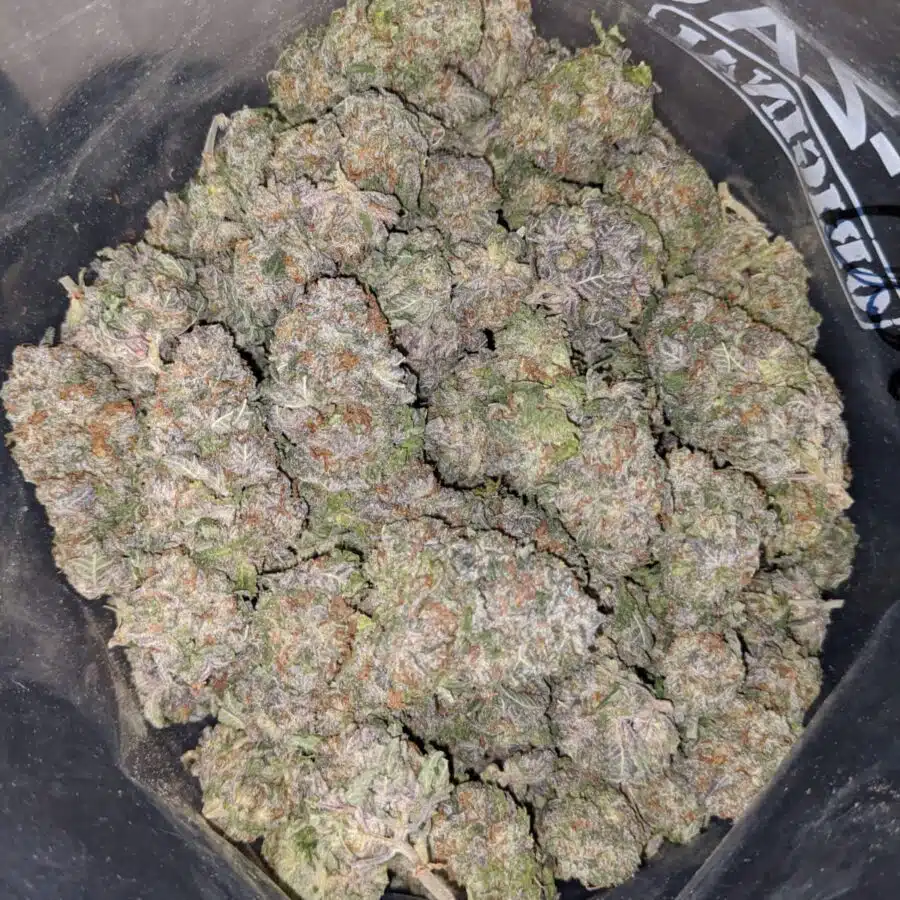 BLUEBERRY DOD 4 1 I Blueberry - *Deal Of The Day*