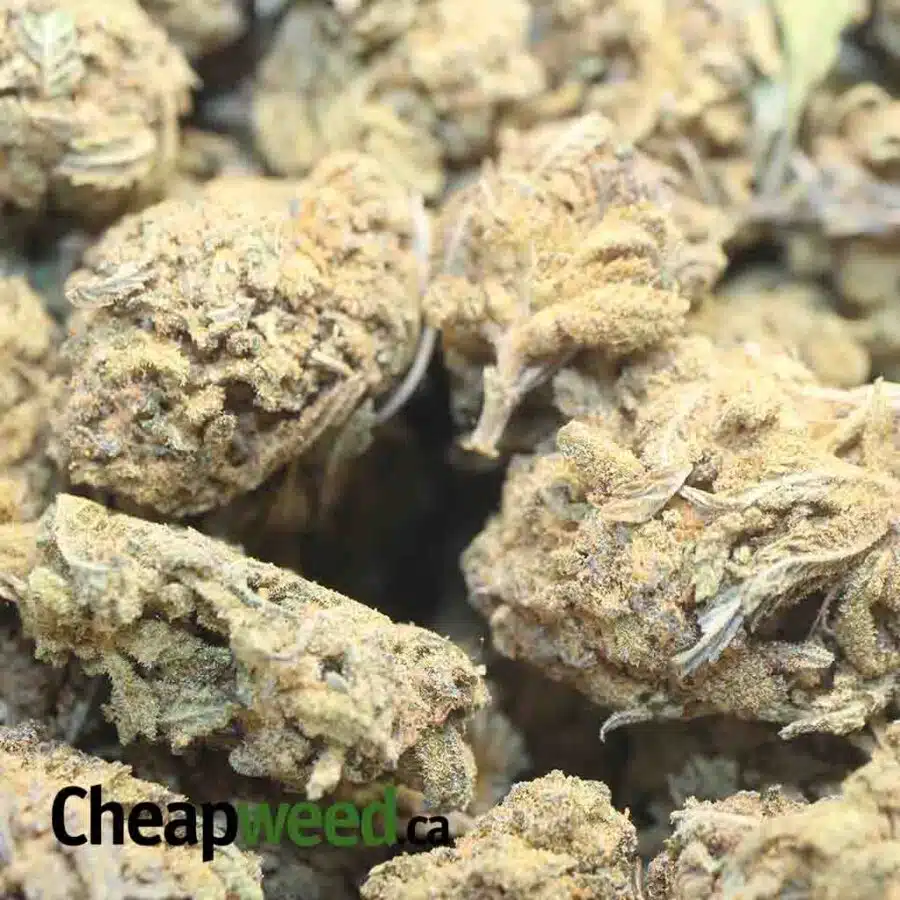 BUDGET NUKEN BS 1 I Budget Nuken Bulk Special