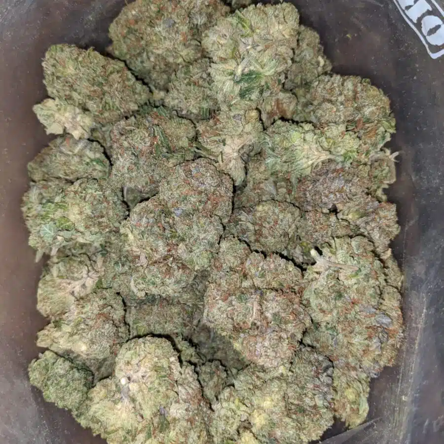 Black Afghani 1 I Black Afghani