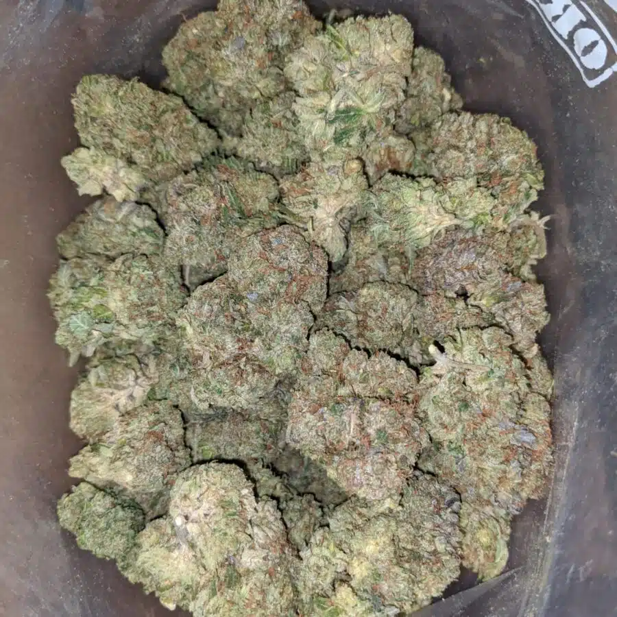 Black Afghani 4 I Black Afghani