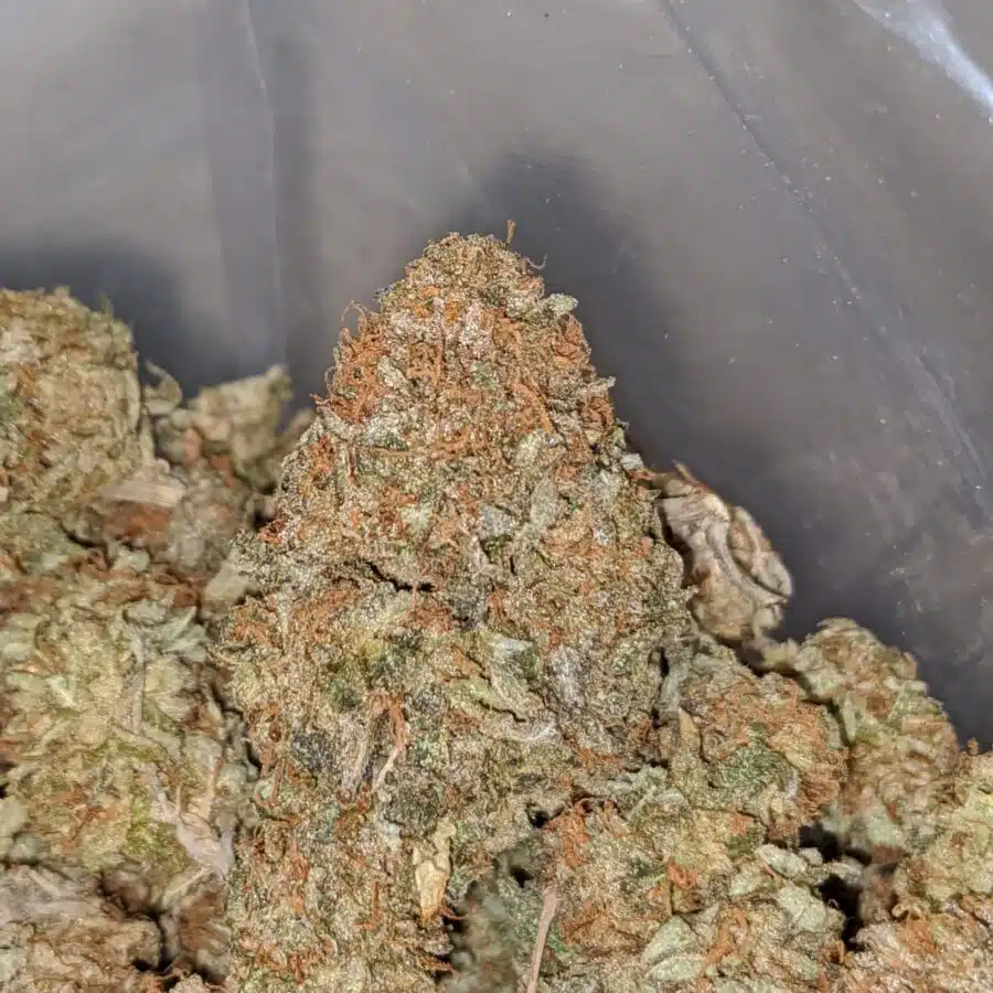 CANNALOPE BS 1 I Cannalope Haze Bulk Special