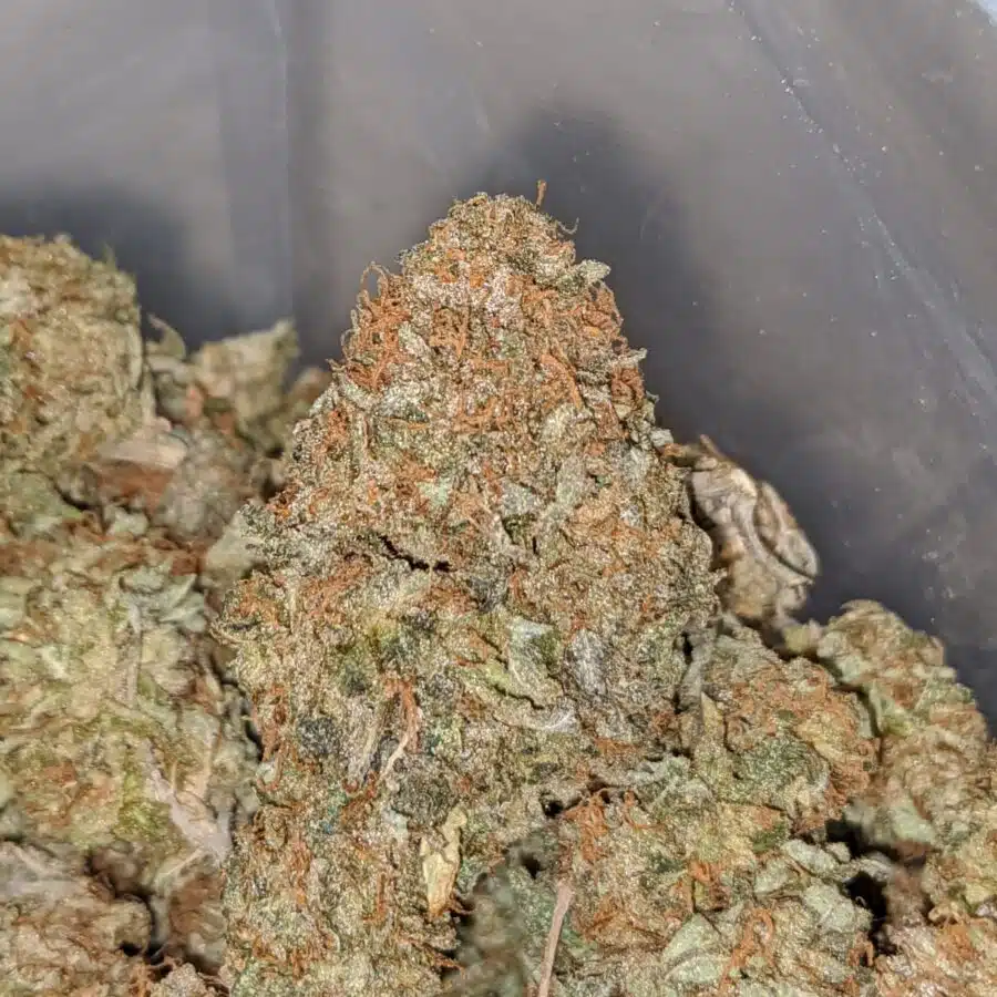 CANNALOPE BS 2 I Cannalope Haze Bulk Special