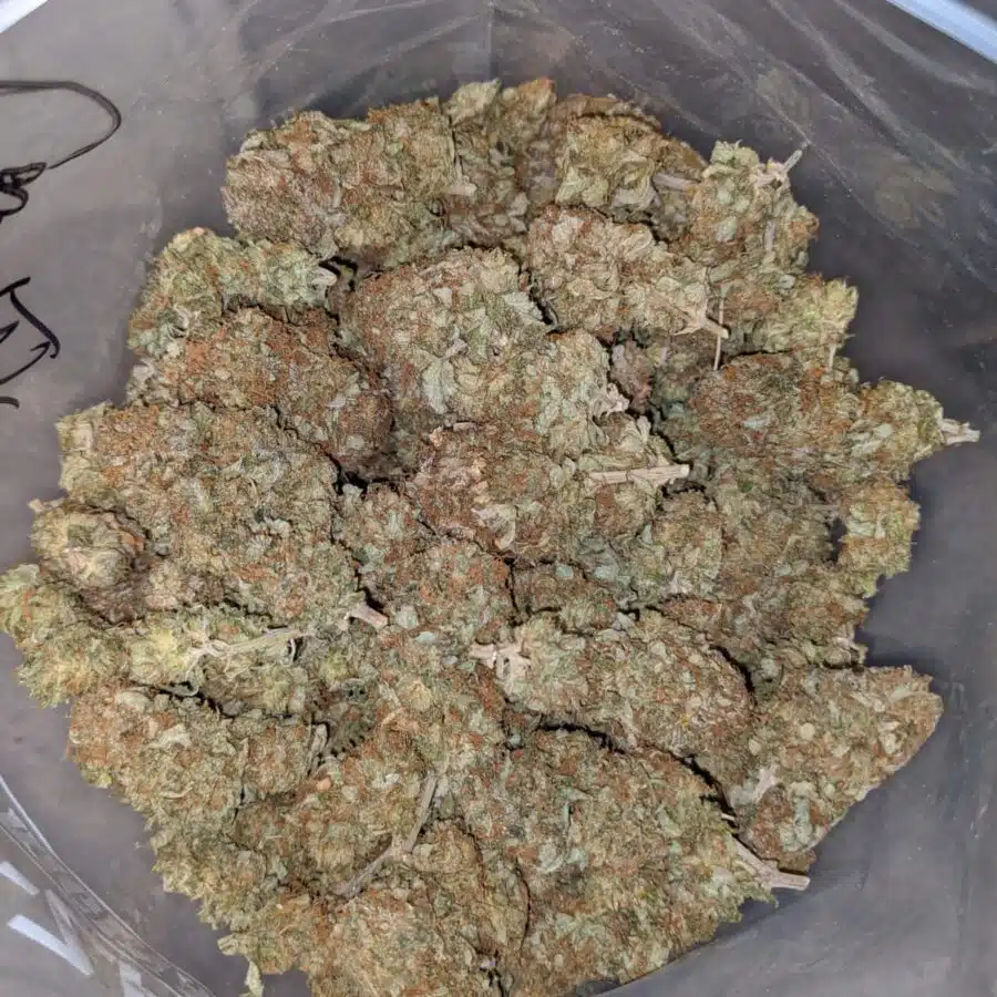 CANNALOPE BS 3 I Cannalope Haze Bulk Special