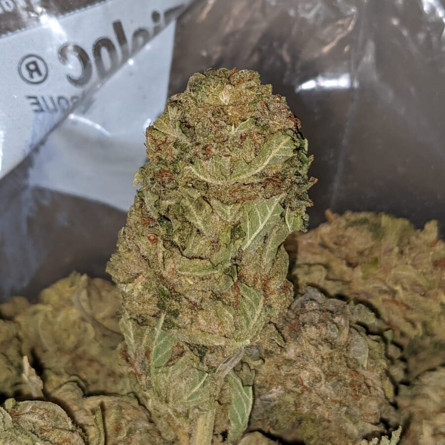 CHEMDAWG BS 1 I Chemdawg Bulk Special