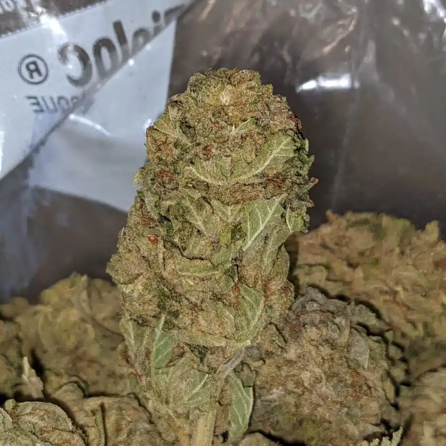 CHEMDAWG BS 1 I Chemdawg Bulk Special