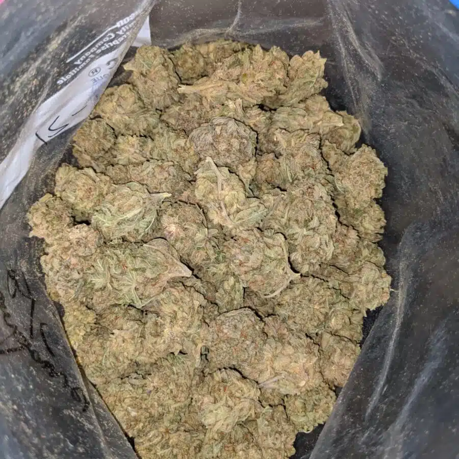 CHEMDAWG BS 2 I Chemdawg Bulk Special