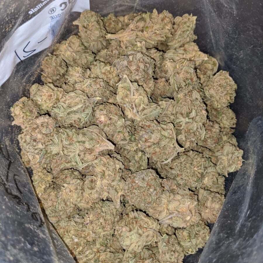 CHEMDAWG BS 4 I Chemdawg Bulk Special