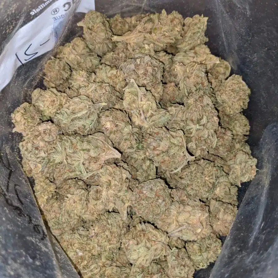 CHEMDAWG BS 4 I Chemdawg Bulk Special