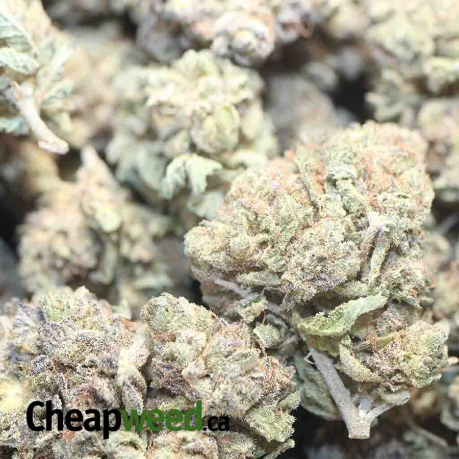 DURBAN POISON BS 1 I Durban Poison Bulk Special
