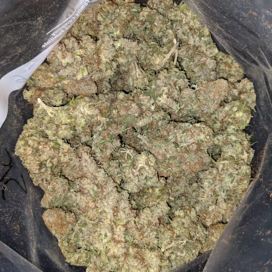 G13 BS 1 1 I G-13 Bulk Special