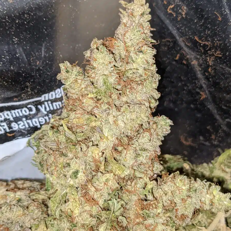 G13 BS 2 1 I G-13 Bulk Special