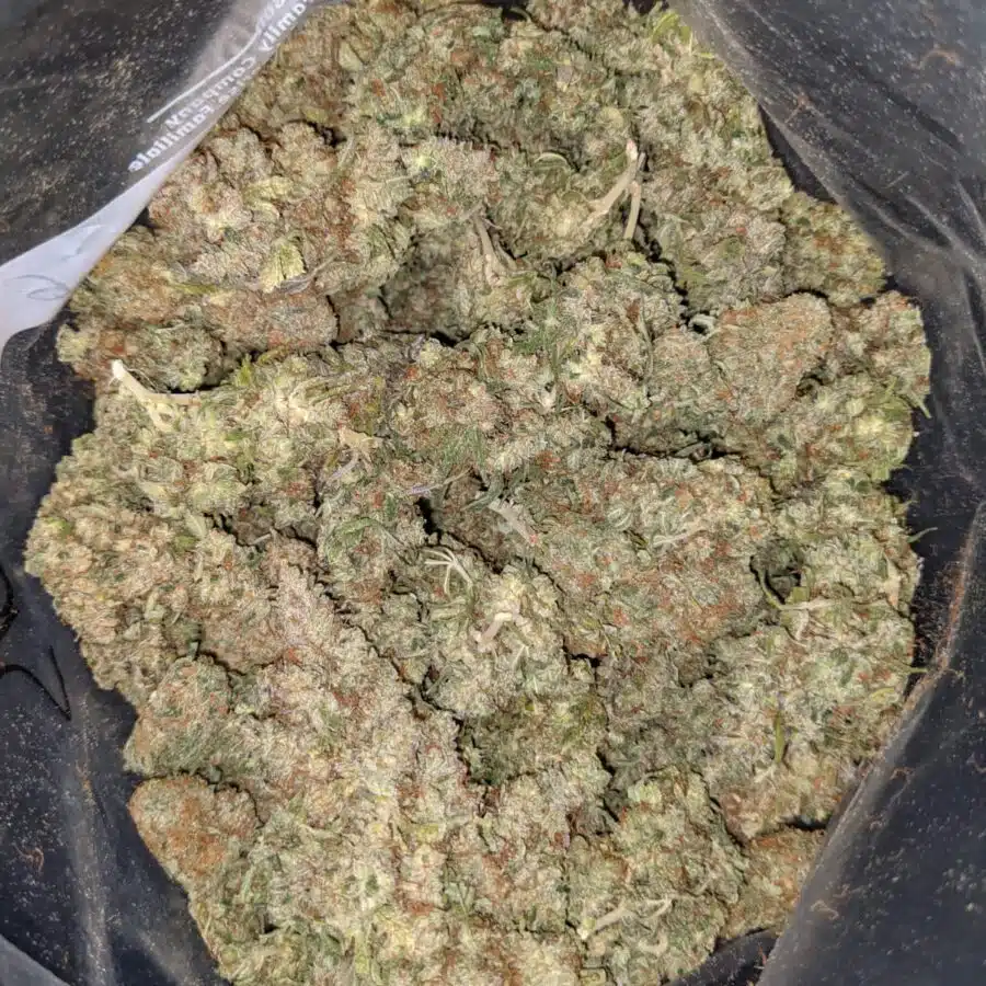 G-13 Bulk Special
