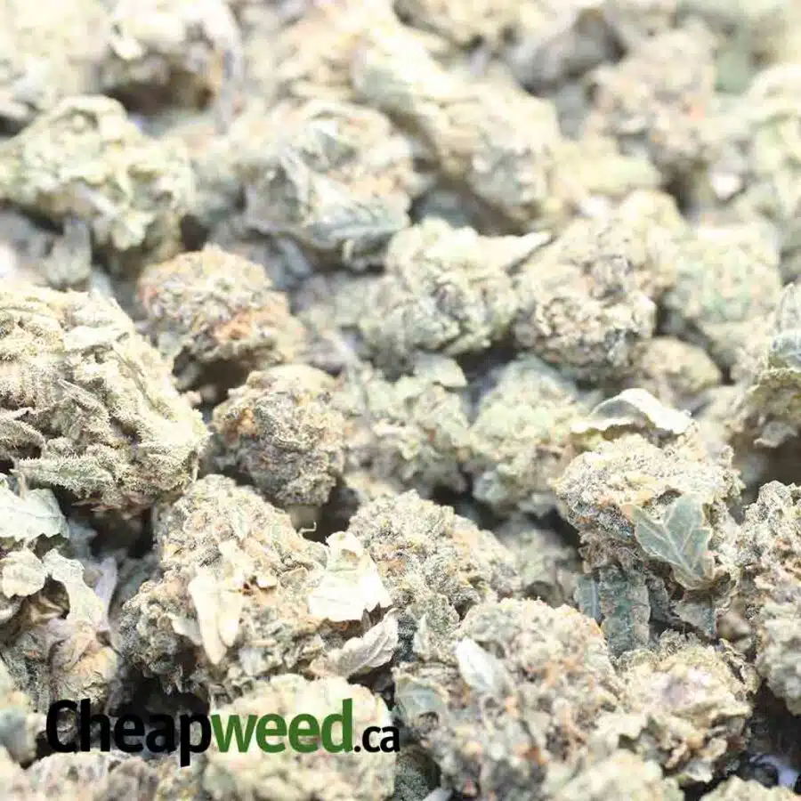 GAS BERRY BS 1 I Gas Berry Bulk Special