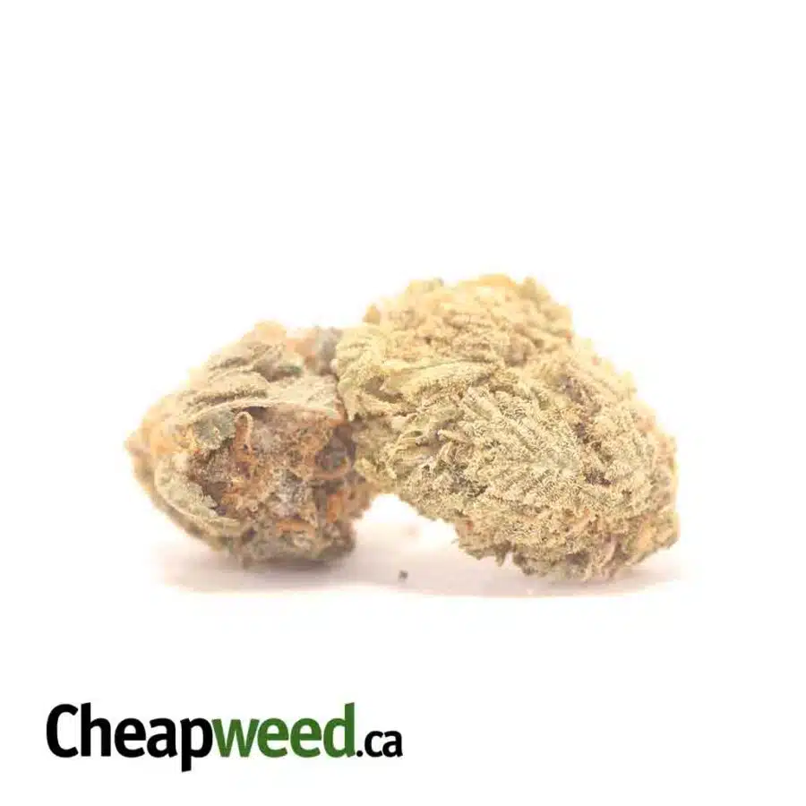 Alternative view of Gas Berry Bulk Special