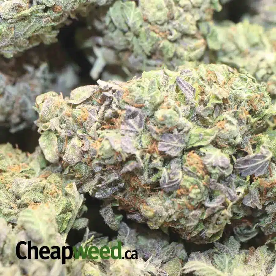 GRAPEFRUIT DOD 2 I Grapefruit - *Deal of the Day*