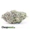 Grapefruit - *Deal of the Day*