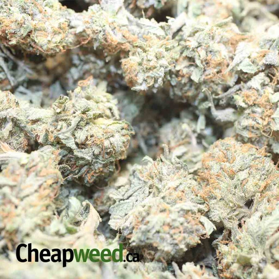 HINDU KUSH DOD 1 I Hindu - *Deal Of The Day*
