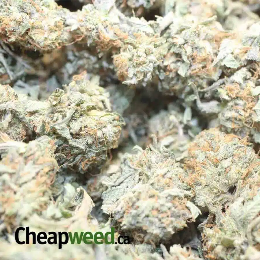 HINDU KUSH DOD 1 I Hindu - *Deal Of The Day*