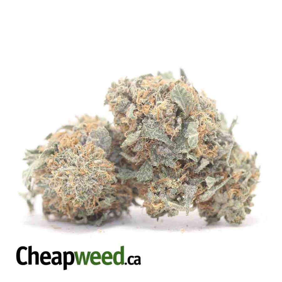 HINDU KUSH DOD 3 I Hindu - *Deal Of The Day*