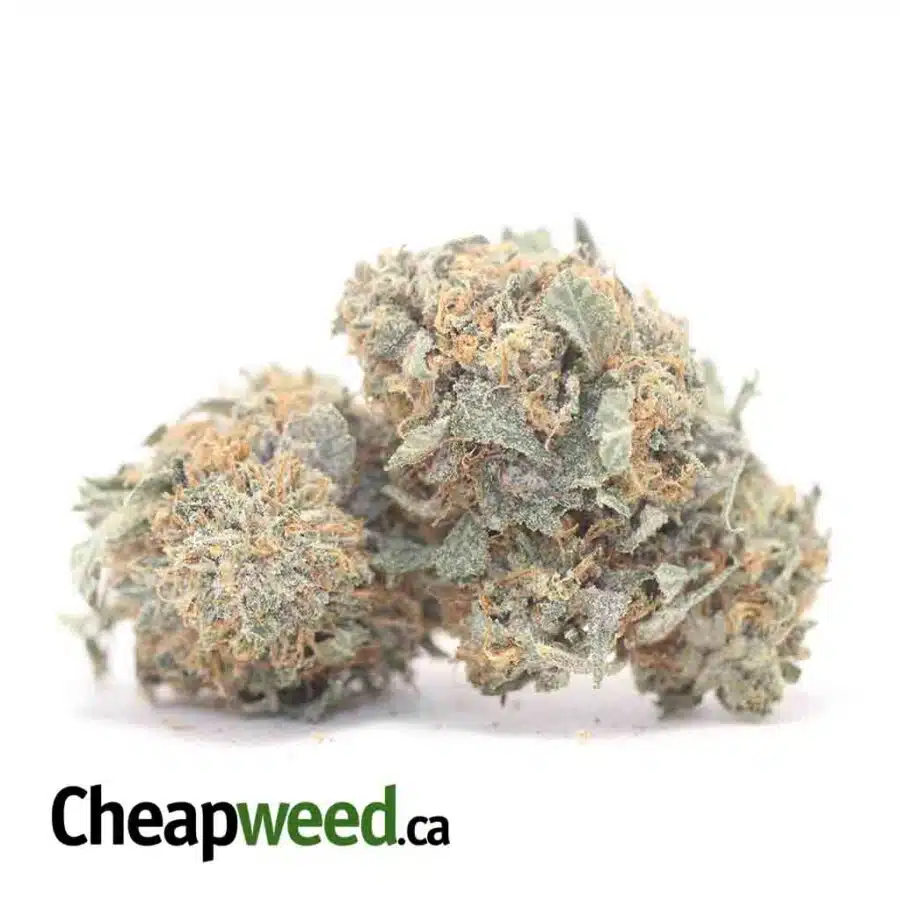 HINDU KUSH DOD 3 I Hindu - *Deal Of The Day*