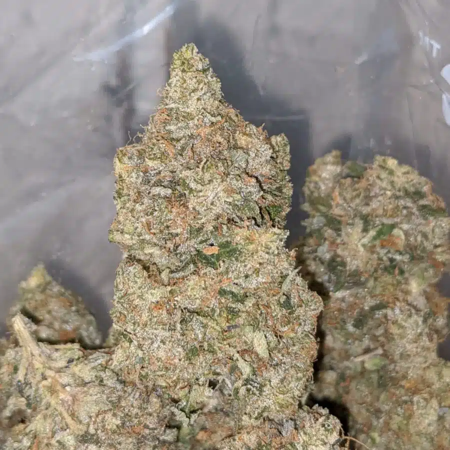 HIPPIE CRIPPLER TO CRITICAL MASS 2 I Critical Mass