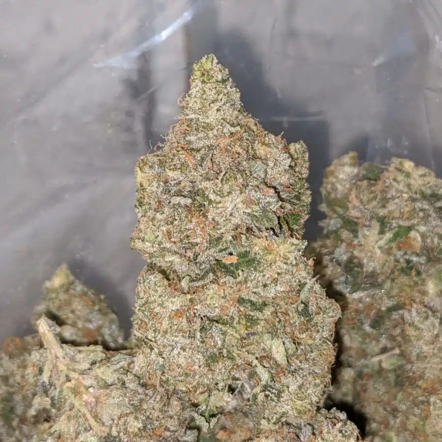 HIPPIE CRIPPLER TO CRITICAL MASS 3 I Critical Mass