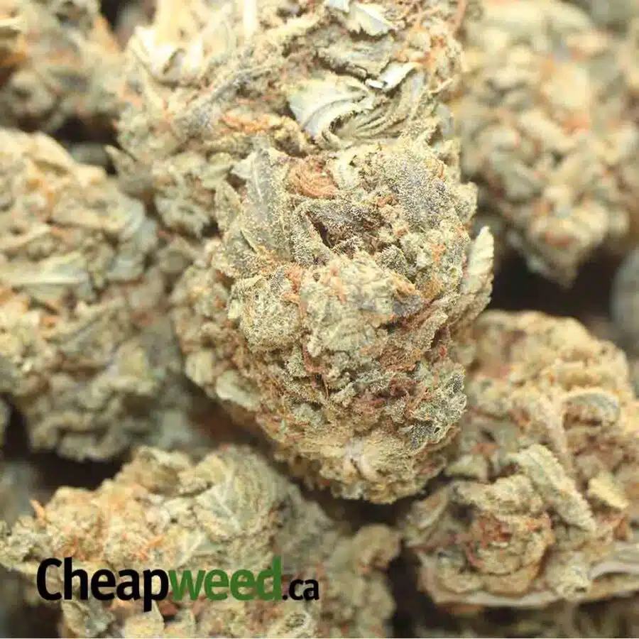 JACK DIESEL BS 1 I Jack Diesel Bulk Special