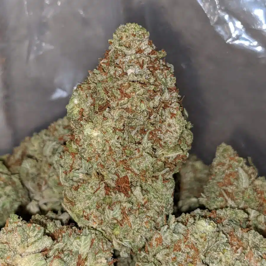 LAUGHING BUDDHA DOD 3 I Laughing Buddha - *Deal of the Day*