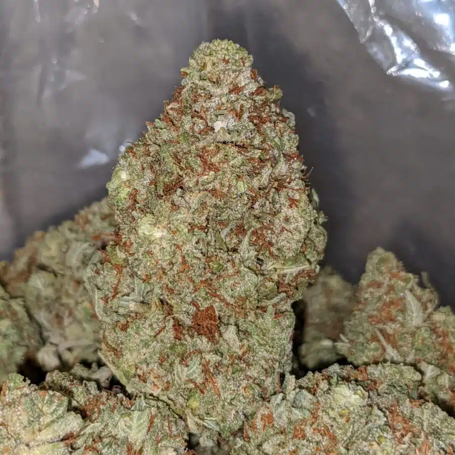 LAUGHING BUDDHA DOD 4 I Laughing Buddha - *Deal of the Day*