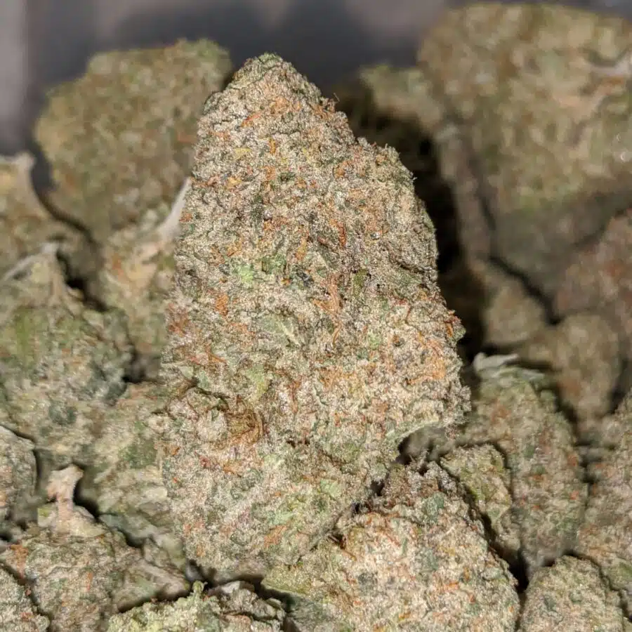 LEMON COOKIES DOD 1 I Lemon Cookies - *Deal of the Day*