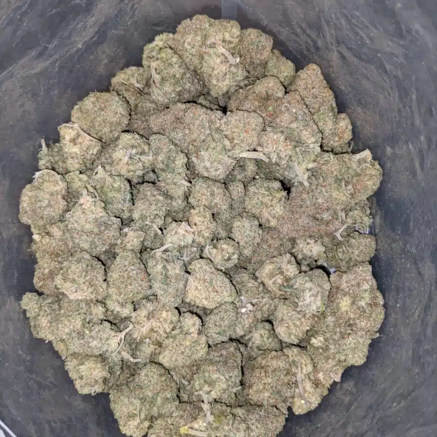 LEMON COOKIES DOD 2 I Lemon Cookies - *Deal of the Day*