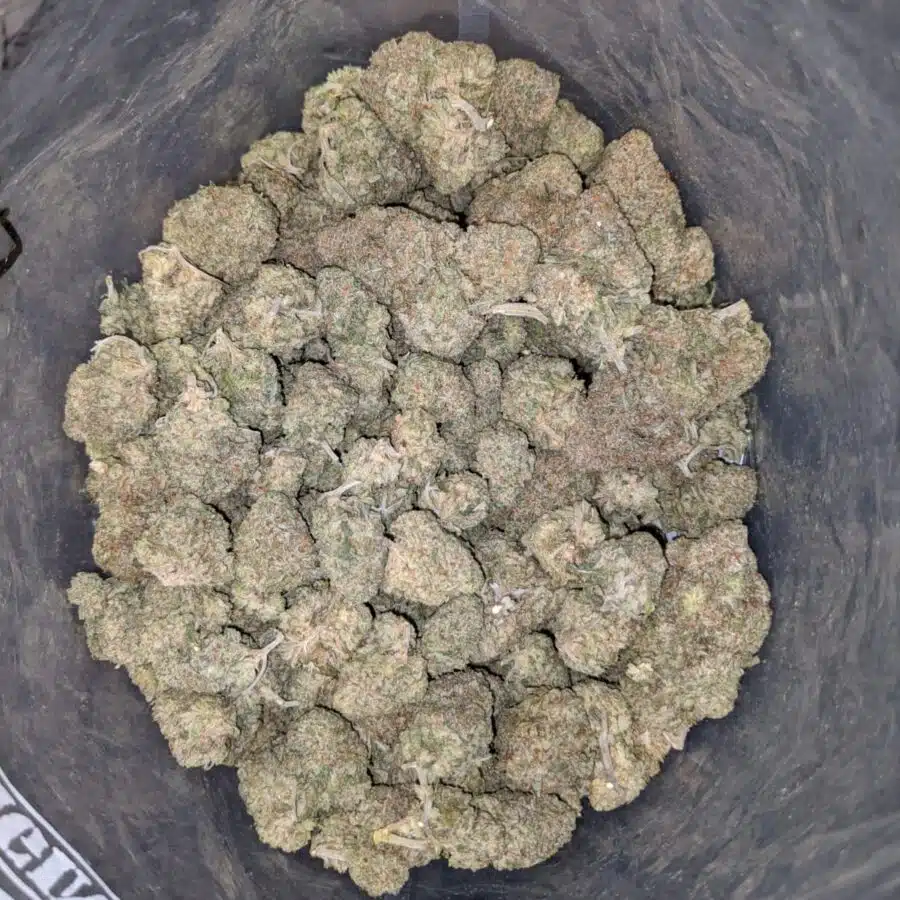 LEMON COOKIES DOD 3 I Lemon Cookies - *Deal of the Day*
